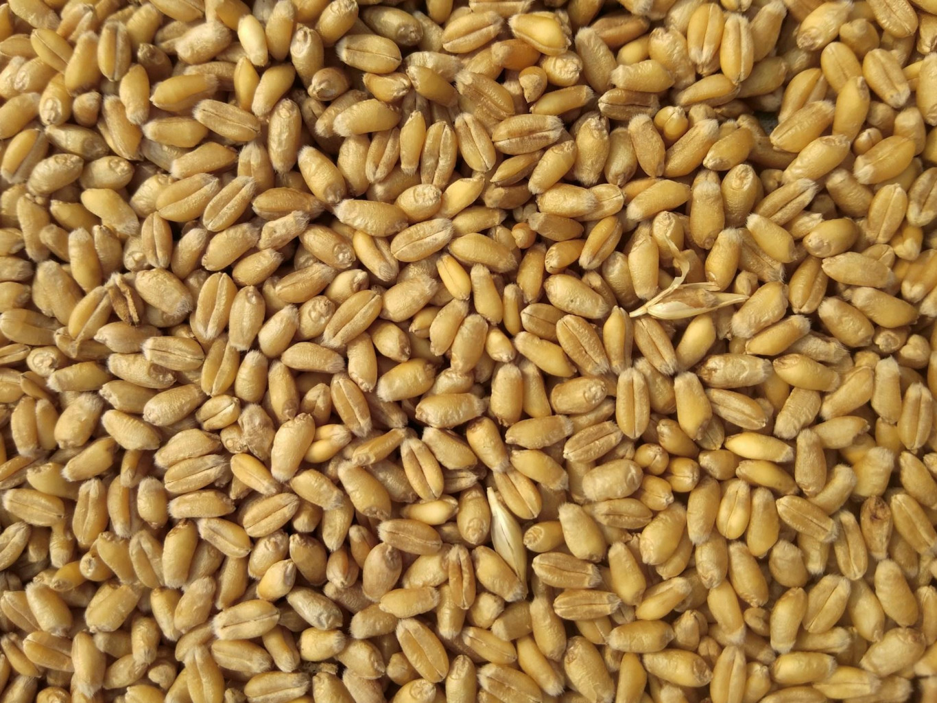 US sanctions owners of Zafar bulk carrier for transporting stolen Ukrainian grain to Yemen