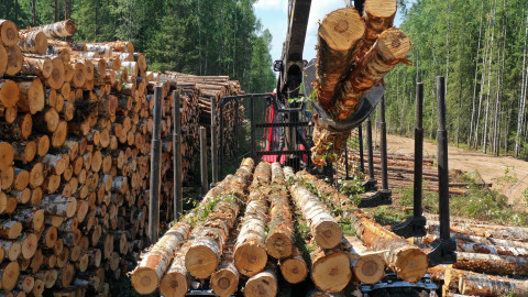 Bypassing the sanctions. Belarusian wood enters the EU under sham papers
